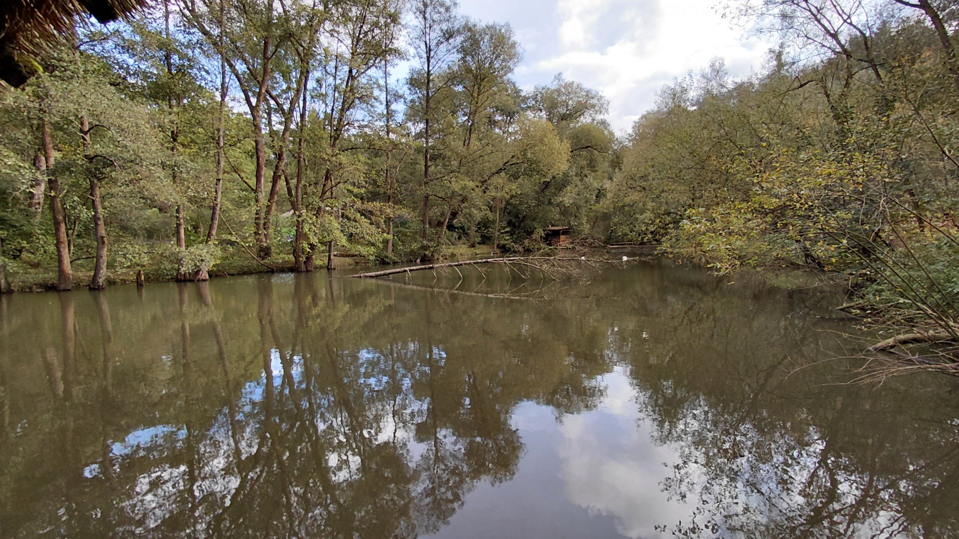 Swan + capybara pond