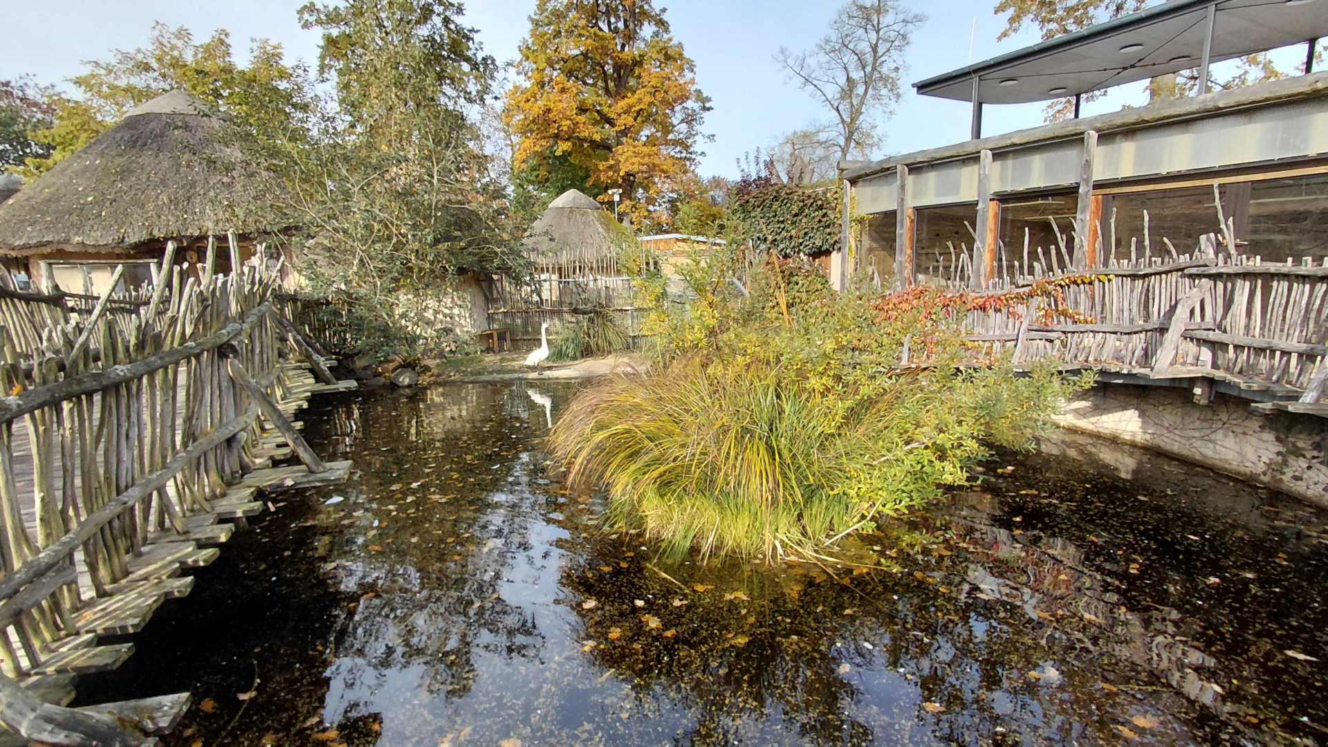 Swan / crocodile exhibit