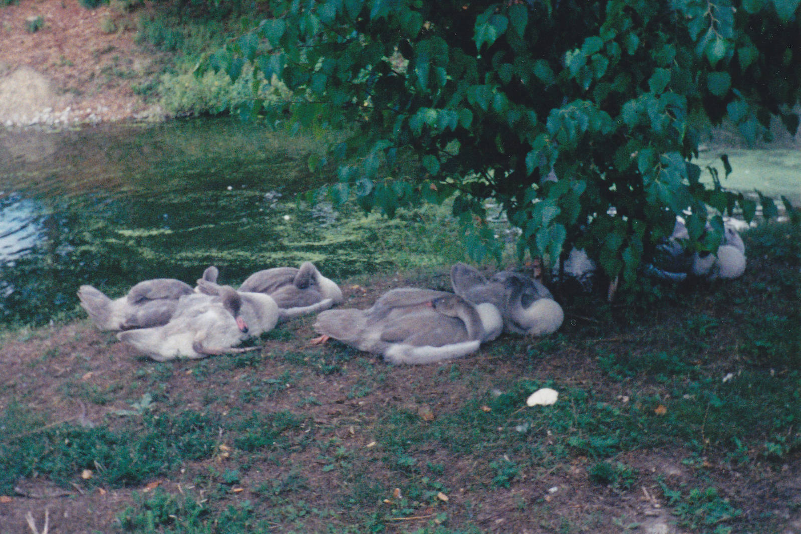 Swan Cygnats 1990's