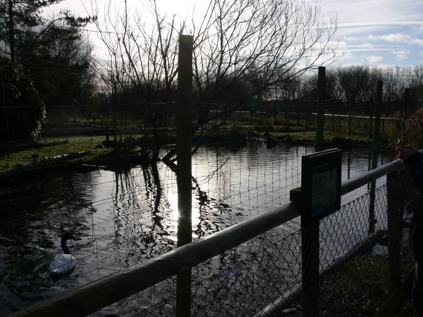 Swan exhibit at Martin Mere WWT 08/12/12