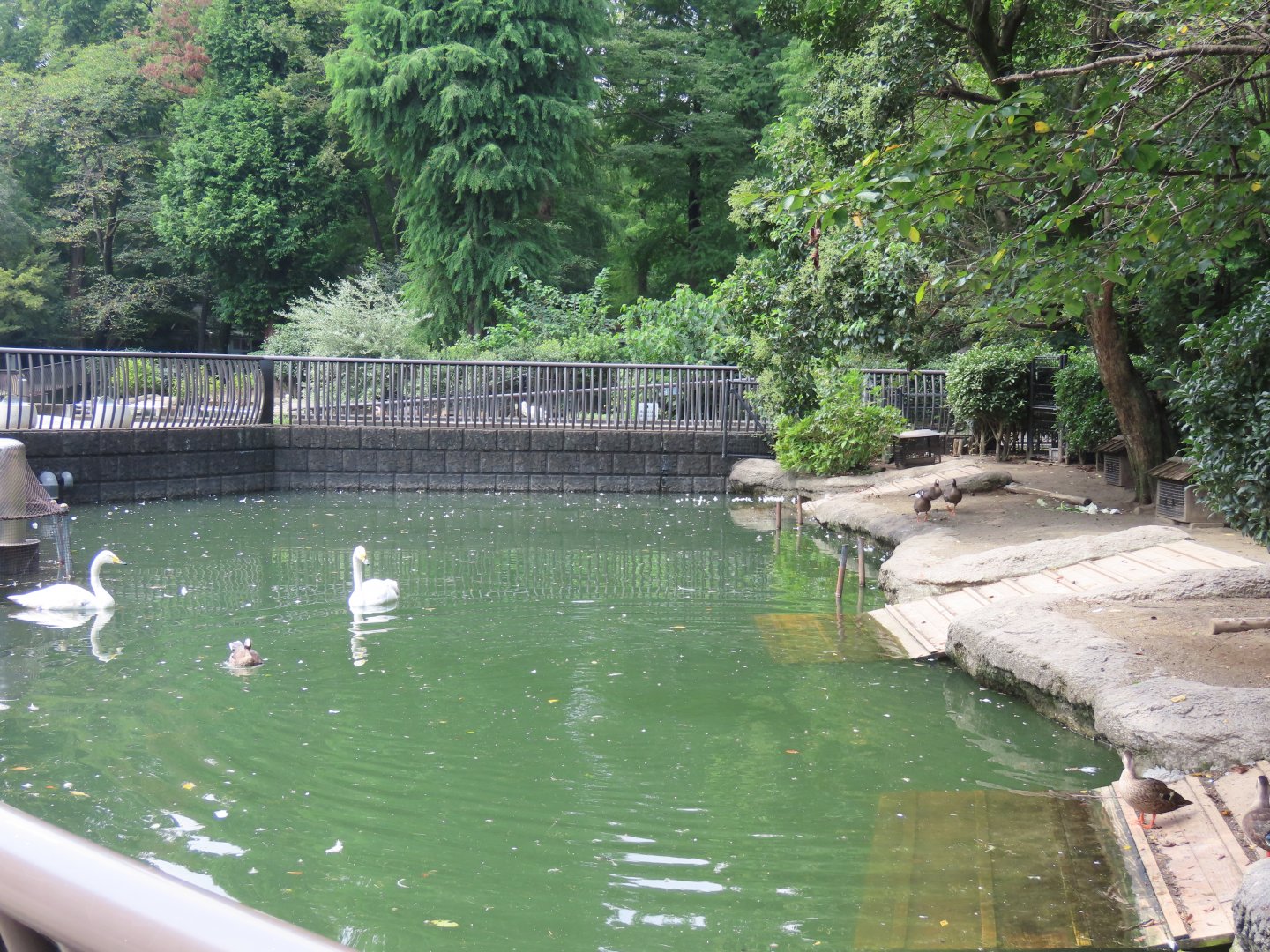 Swan exhibit