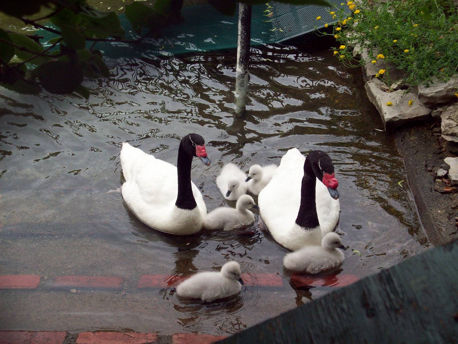 Swan Family