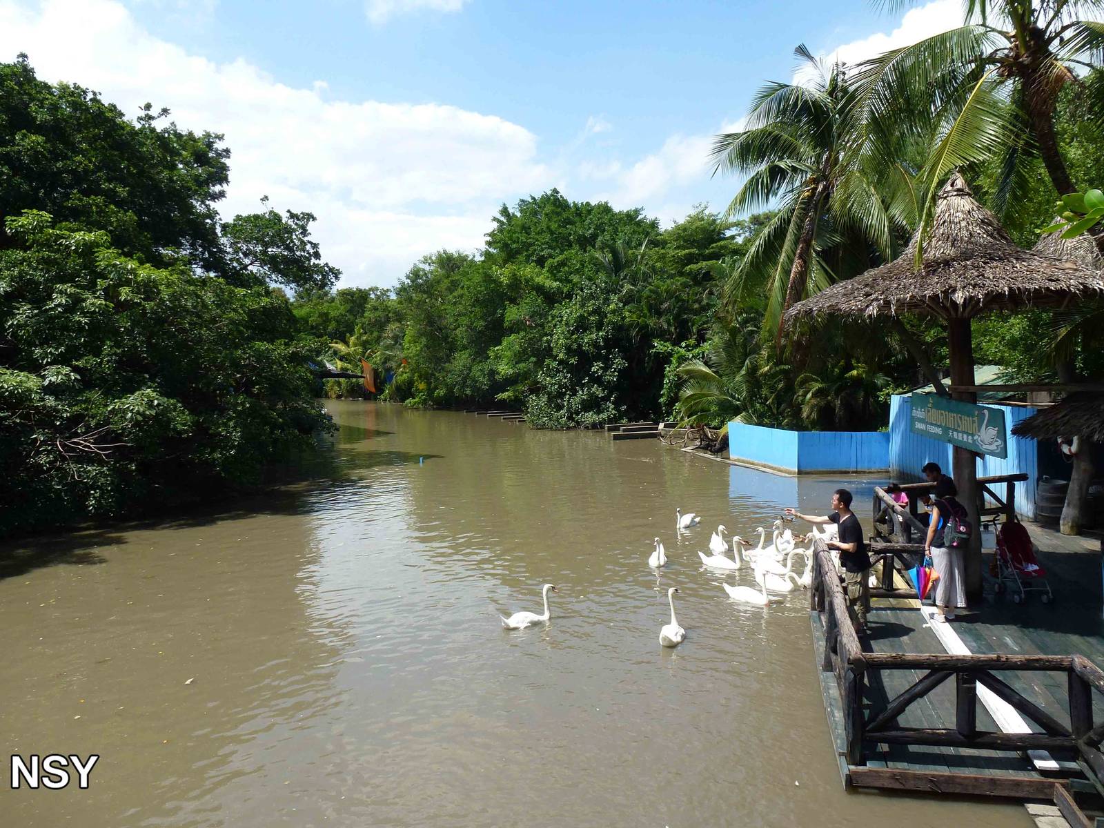 Swan feeding station, June 2013.