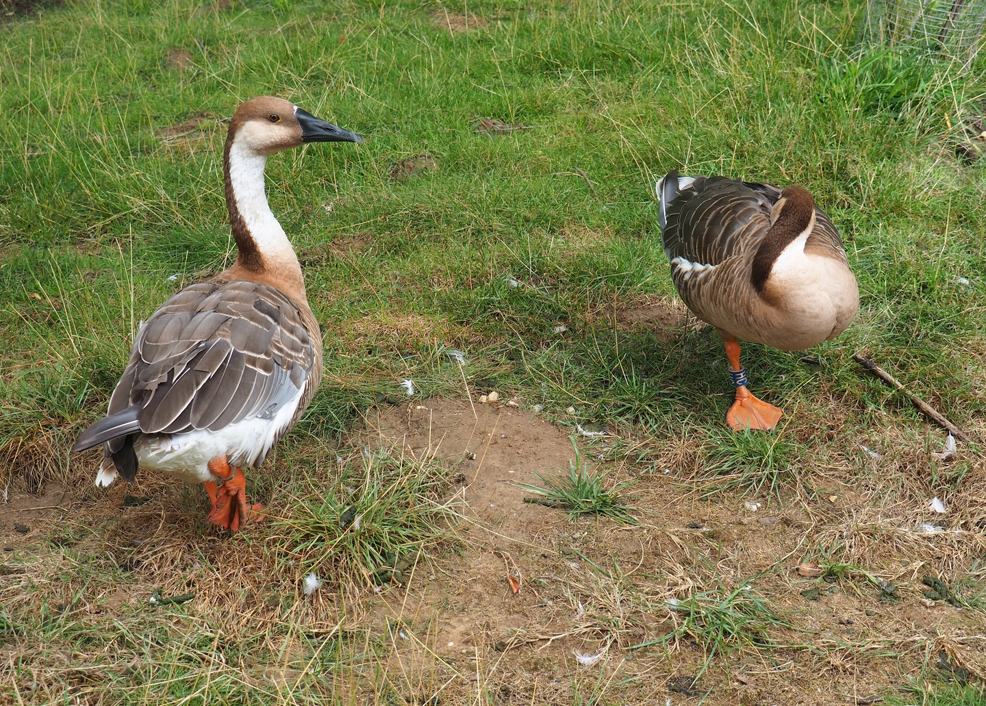 Swan geese (Anser cygnoid), 2022-08-20