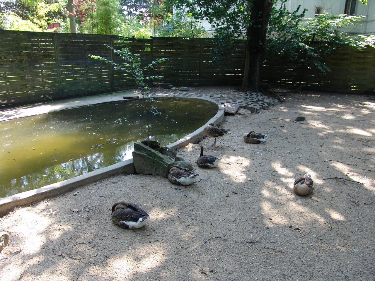 Swan Geese (Anser cygnoides)