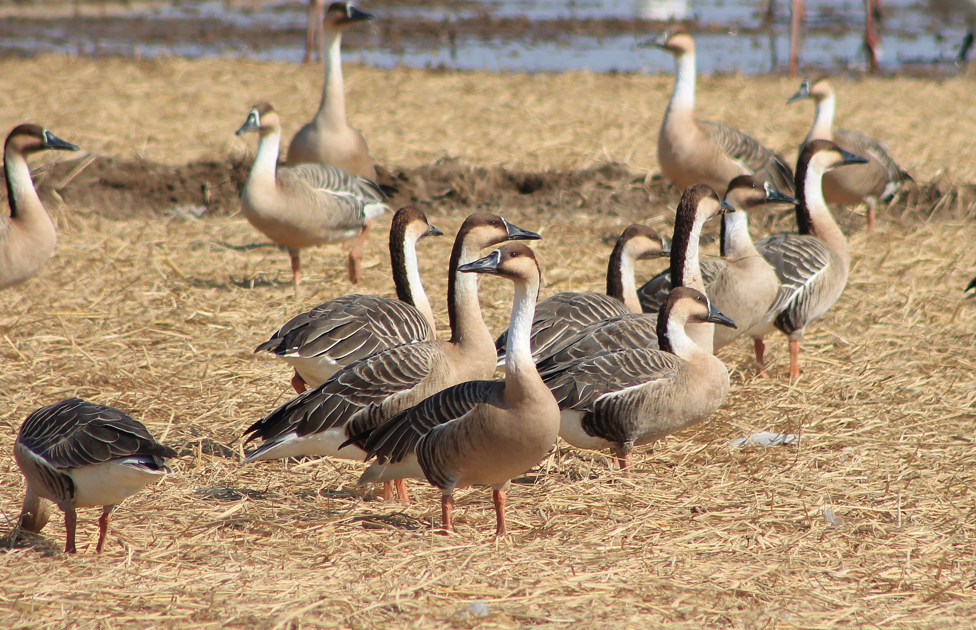 Swan Geese (Anser cygnoides)