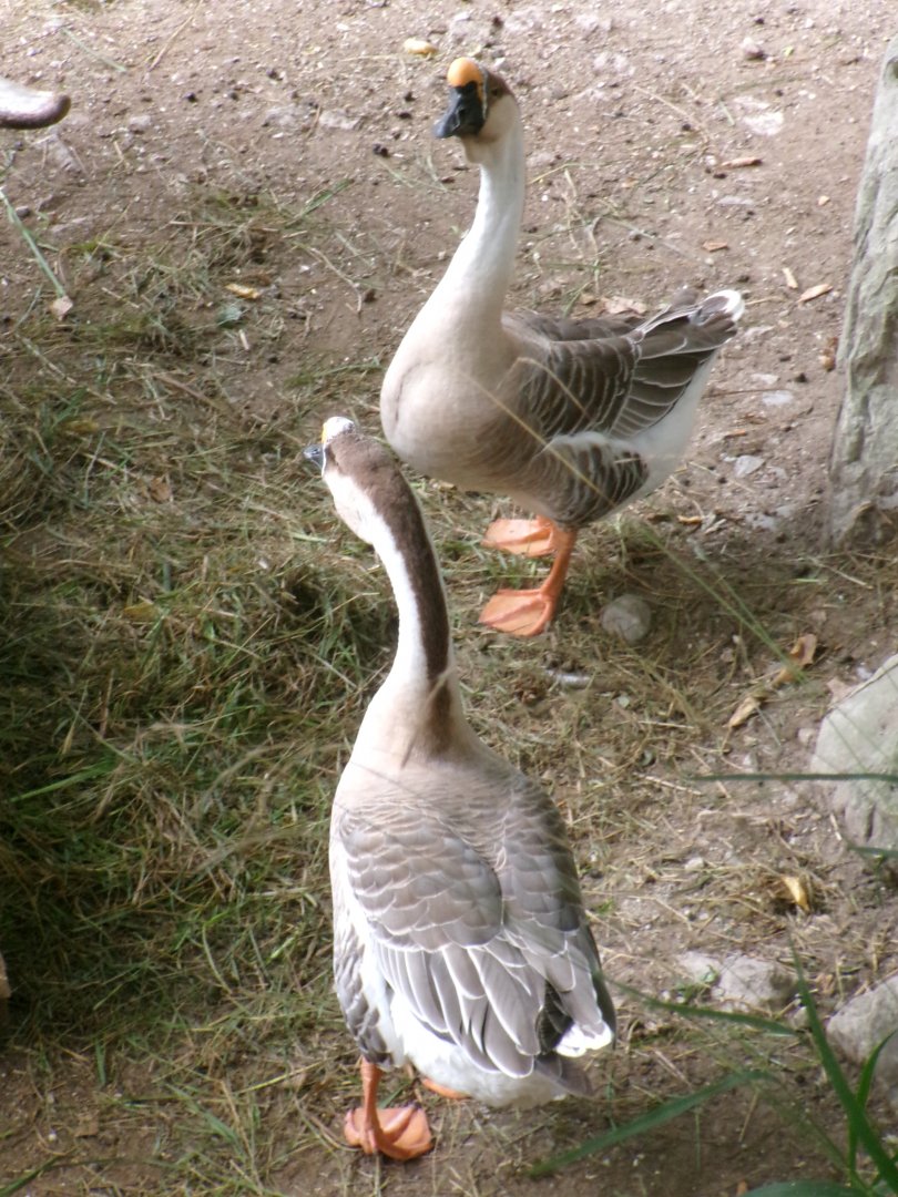 Swan geese