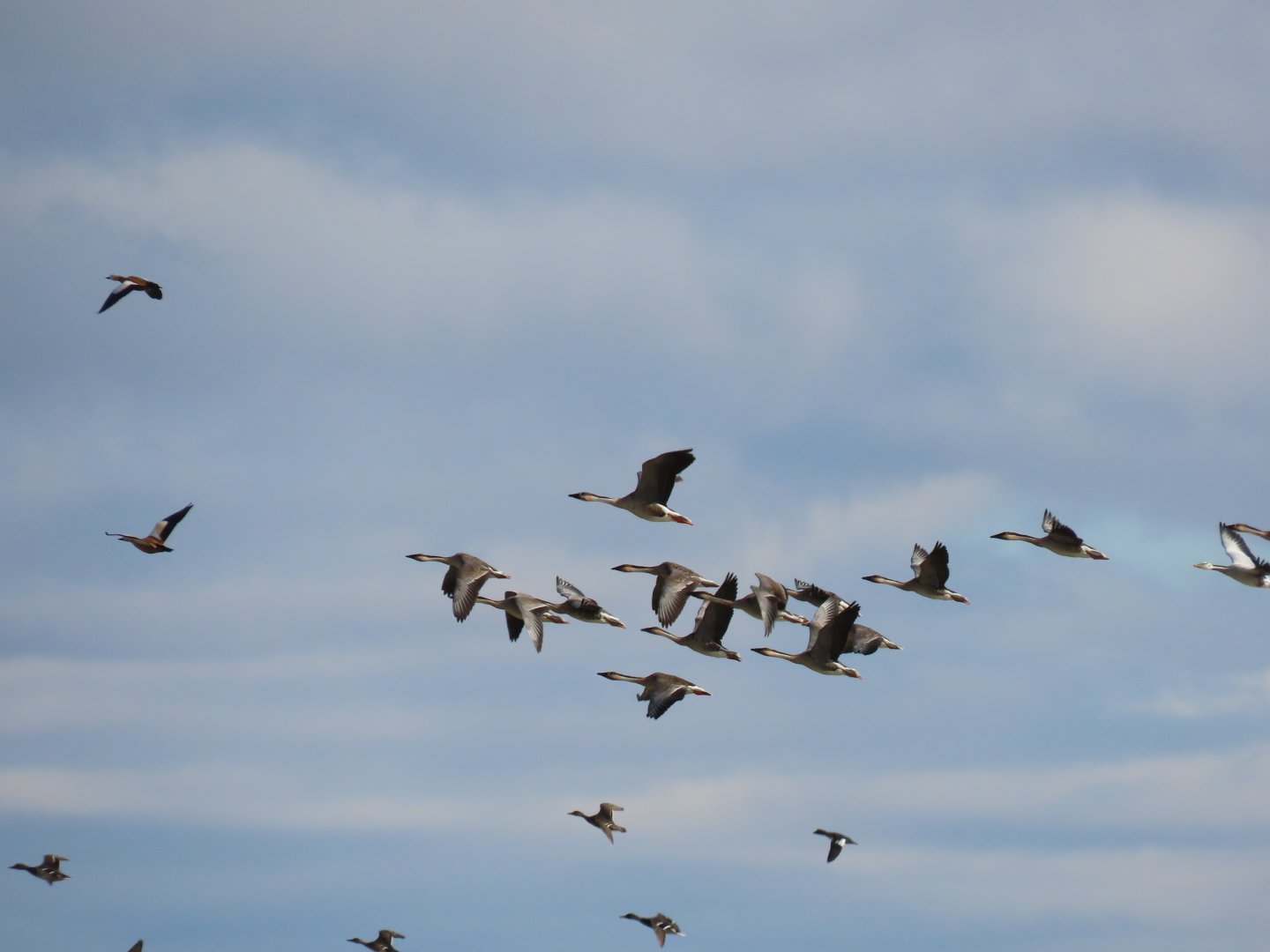 swan goose and bar-headed goose