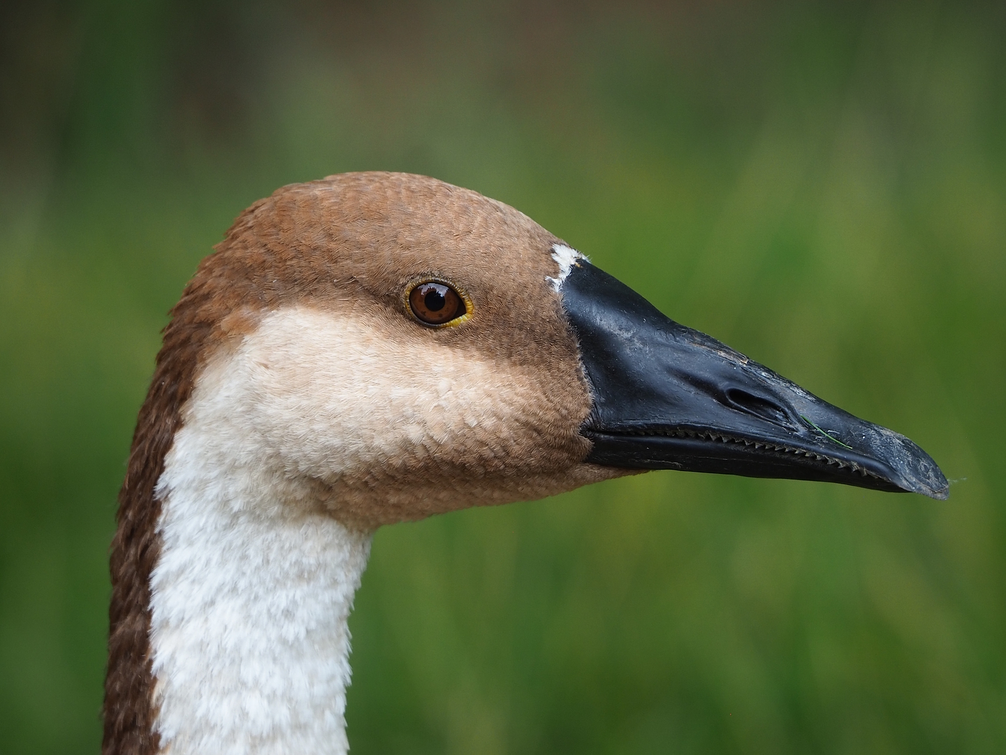 Swan goose (Anser cygnoid), 2022-08-20