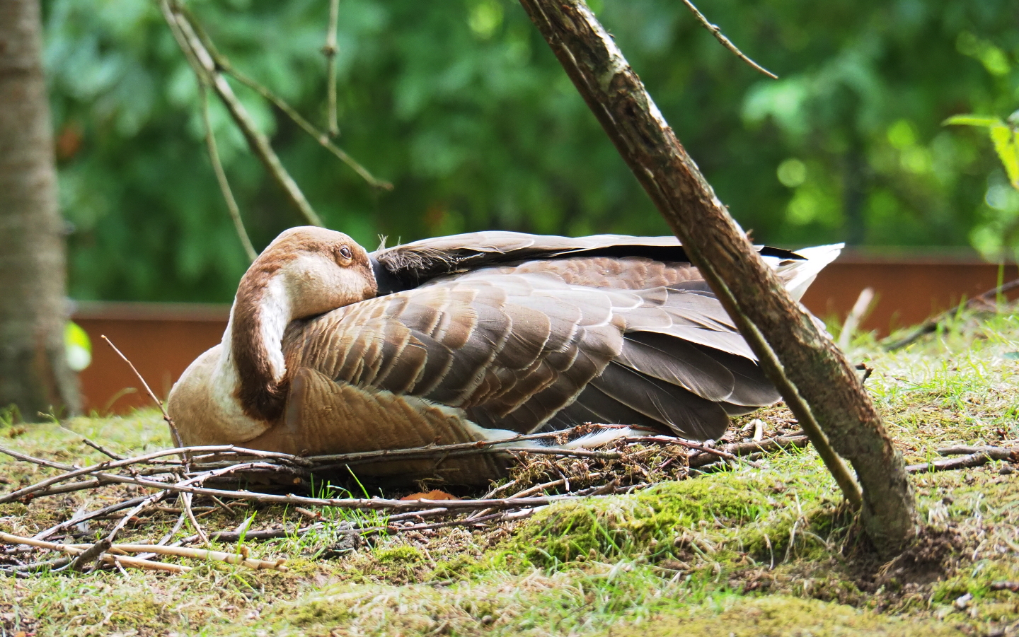 Swan goose (Anser cygnoides), 2019-07-21