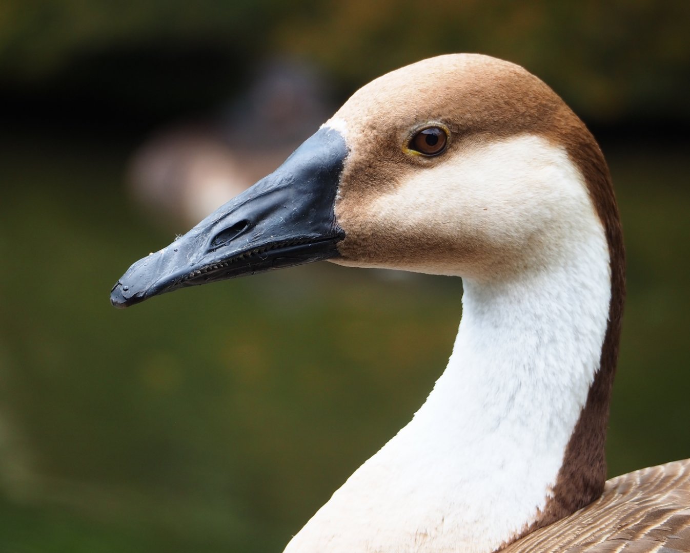 Swan goose (Anser cygnoides), 2023-07-18