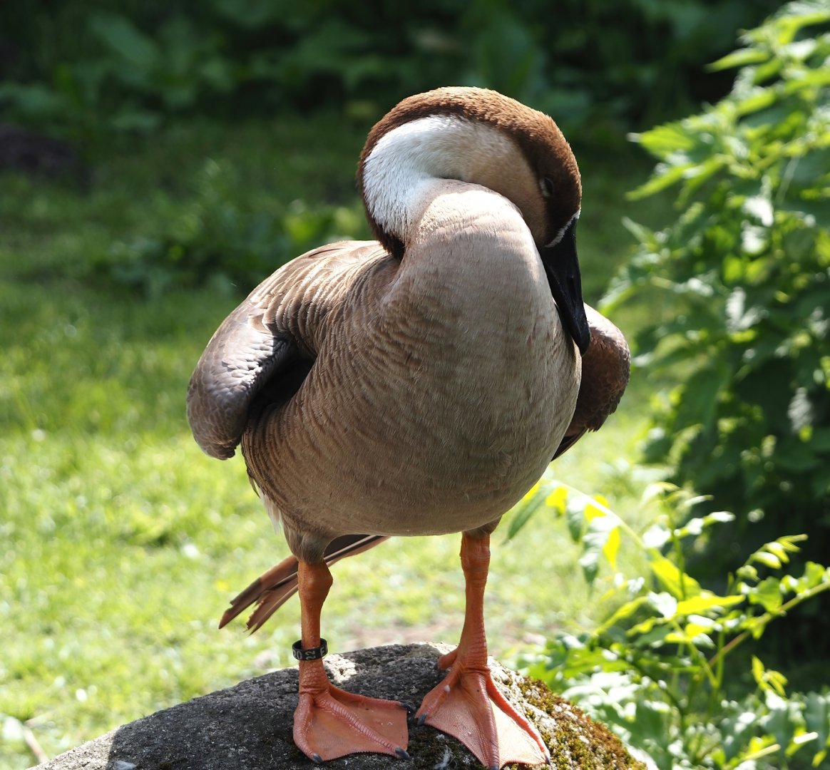 Swan goose (Anser cygnoides), 2024-05-23