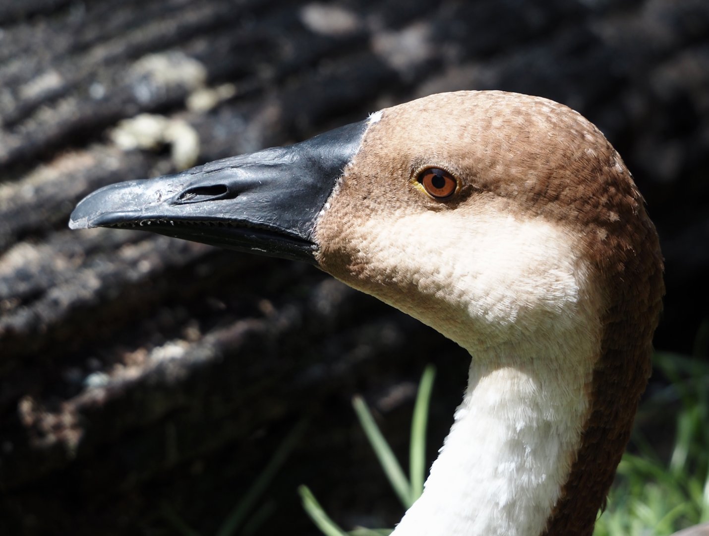 Swan goose (Anser cygnoides), 2024-08-21