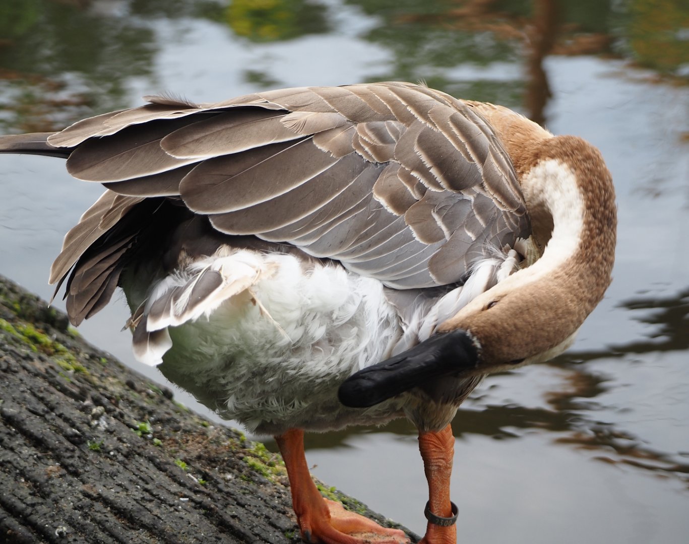 Swan goose (Anser cygnoides), 2024-08-21