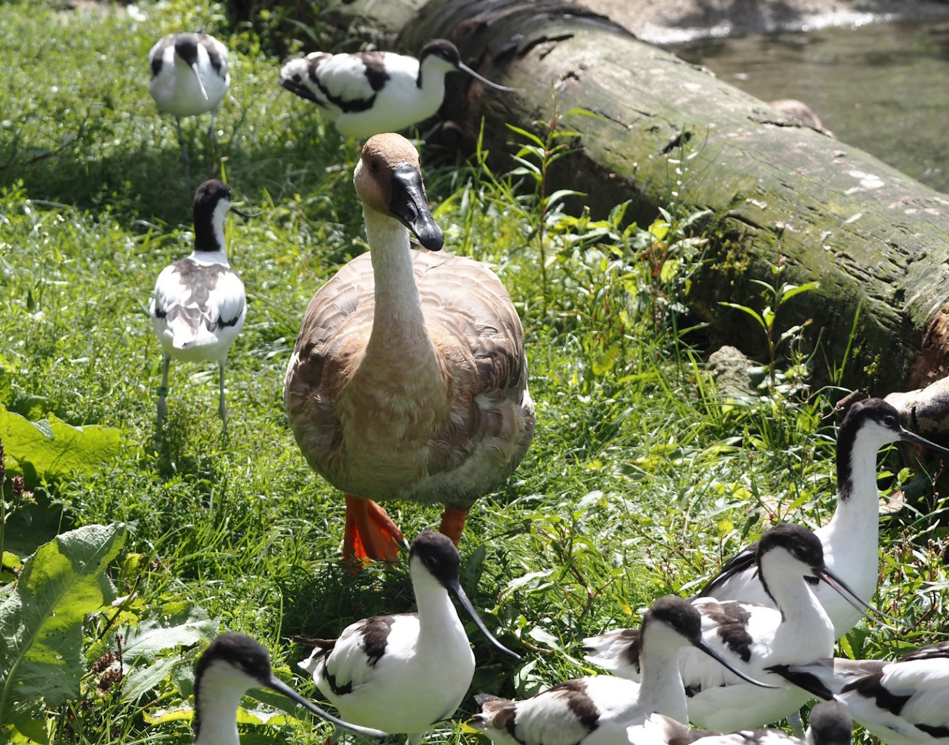 Swan goose (Anser cygnoides) and Pied avocets (Recurvirostra avosetta), 2024-08-21