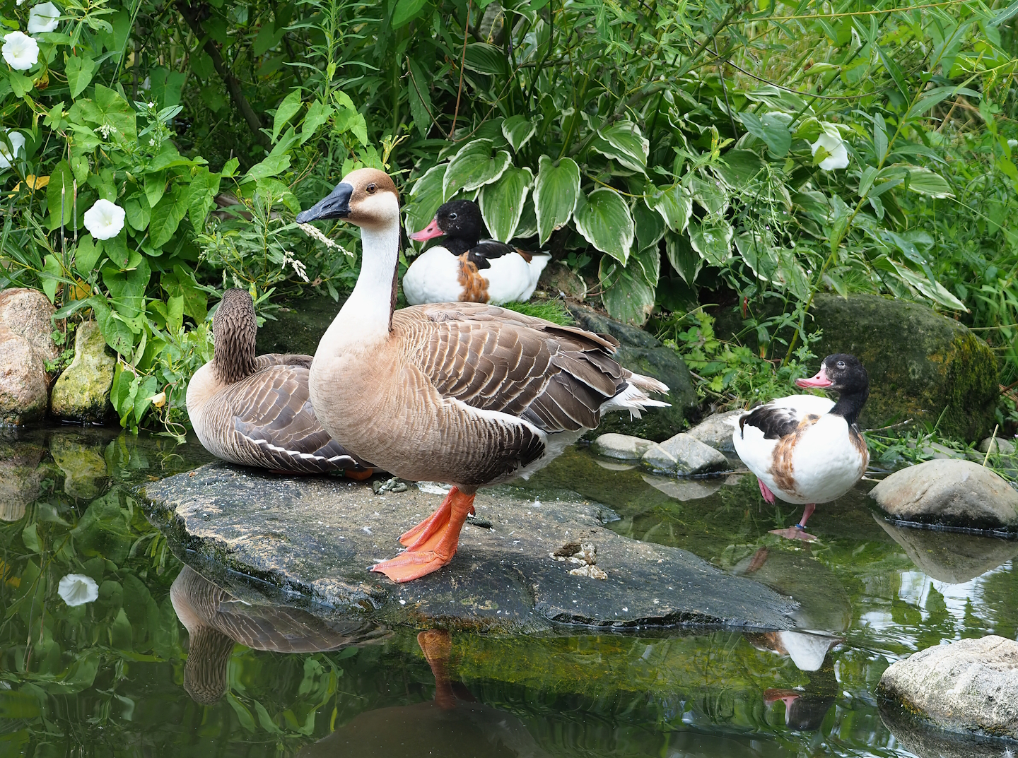 Swan goose (Anser cygnoides), Lesser white-fronted goose (Anser erythropus) and Common shelducks (Tadorna tadorna), 2023-07-18
