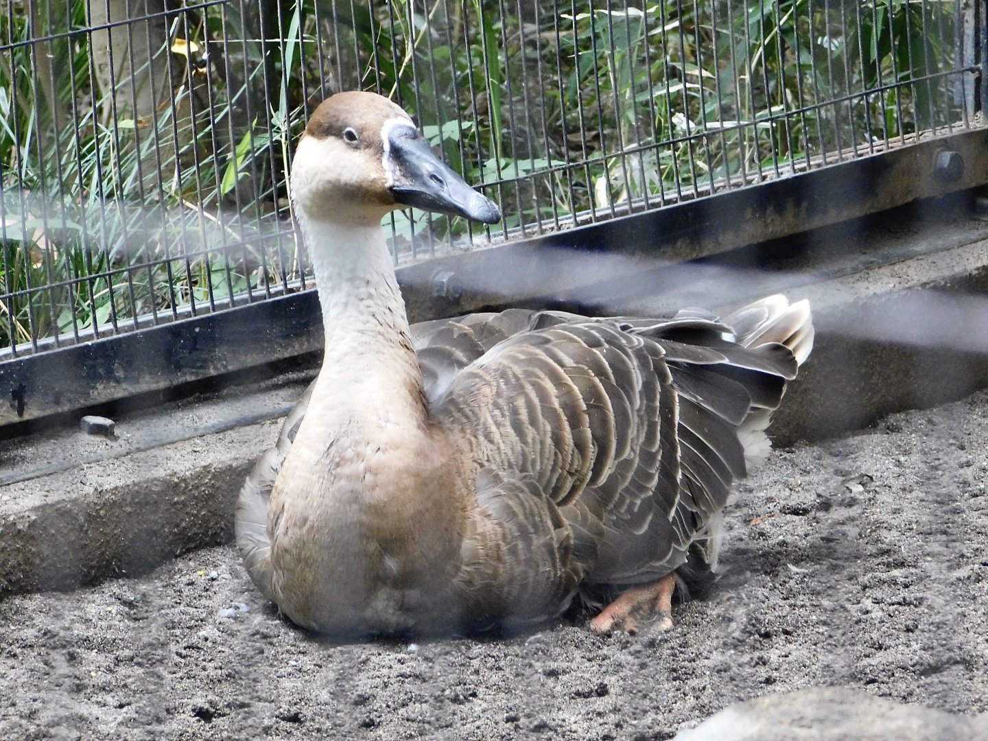 Swan Goose (Anser cygnoides) October 4, 2025