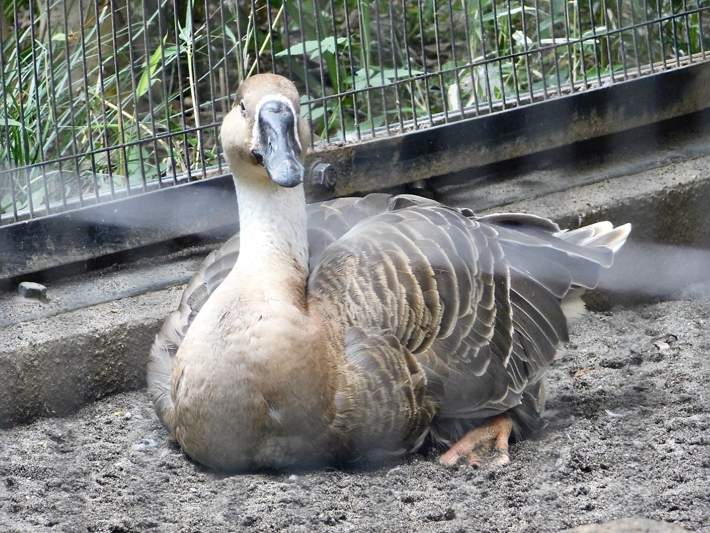 Swan Goose (Anser cygnoides) October 4, 2025