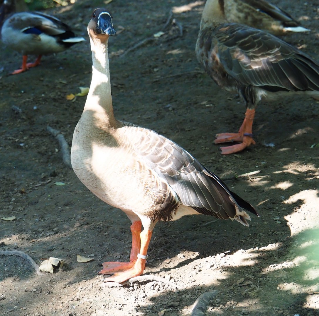 Swan goose (Anser cygnoides), Sep 2nd, 2018