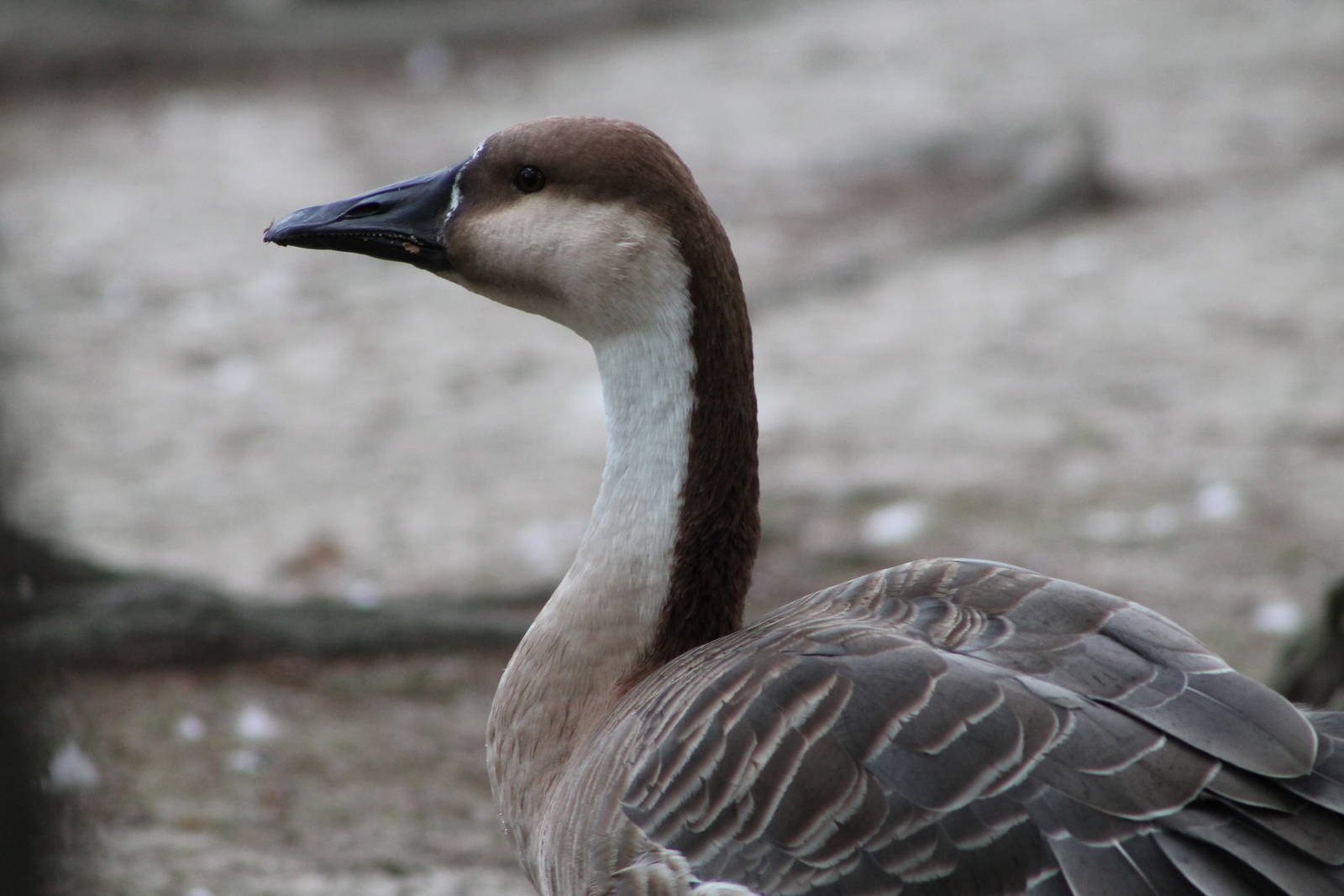 swan goose (Anser cygnoides)