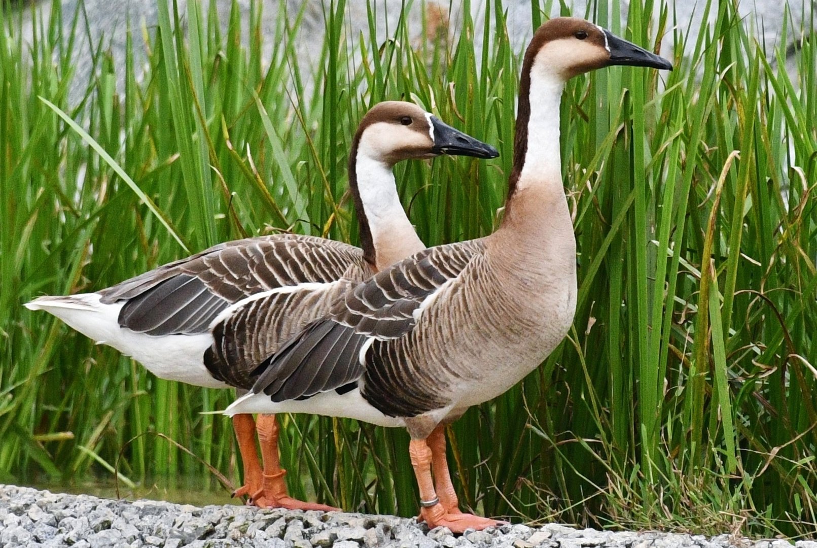 Swan Goose (Anser cygnoides)