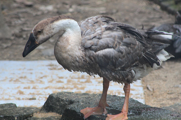 Swan goose (Anser cygnoides)
