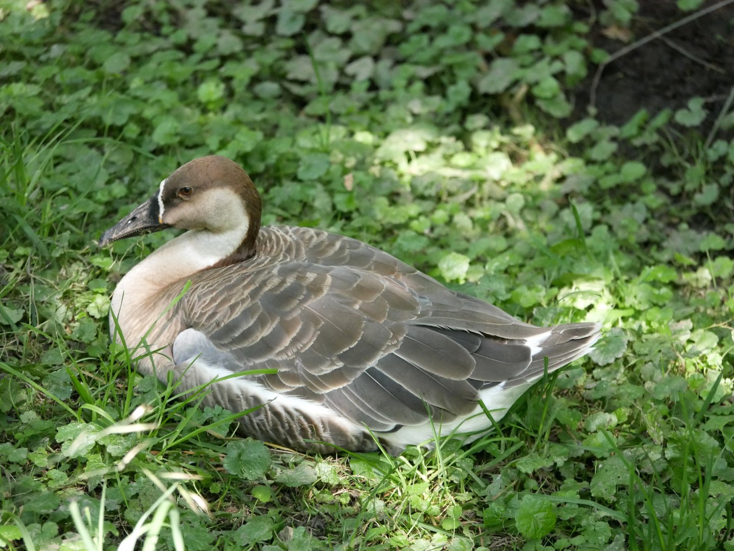 Swan goose (Anser cygnoides)