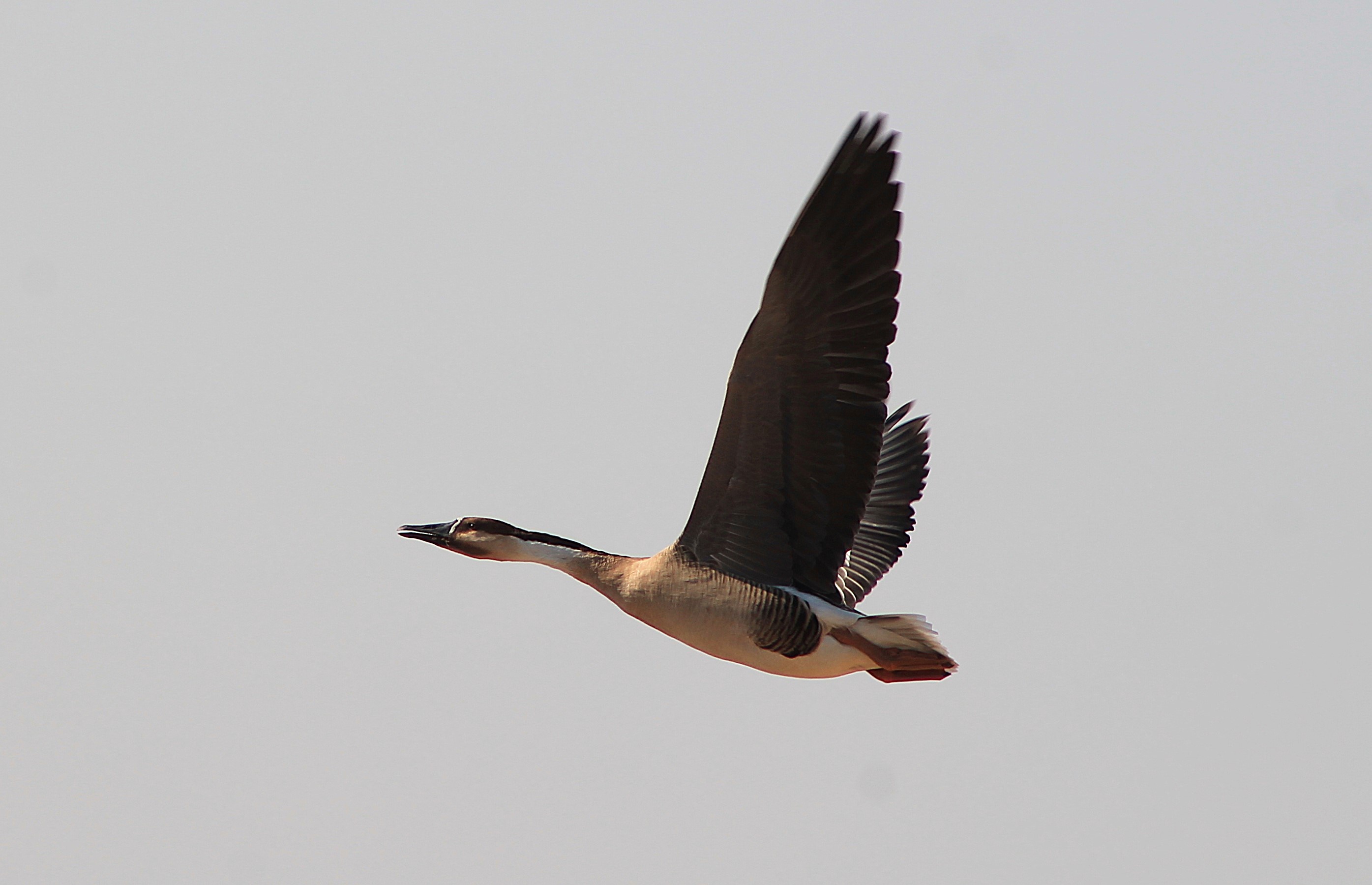 Swan Goose (Anser cygnoides)