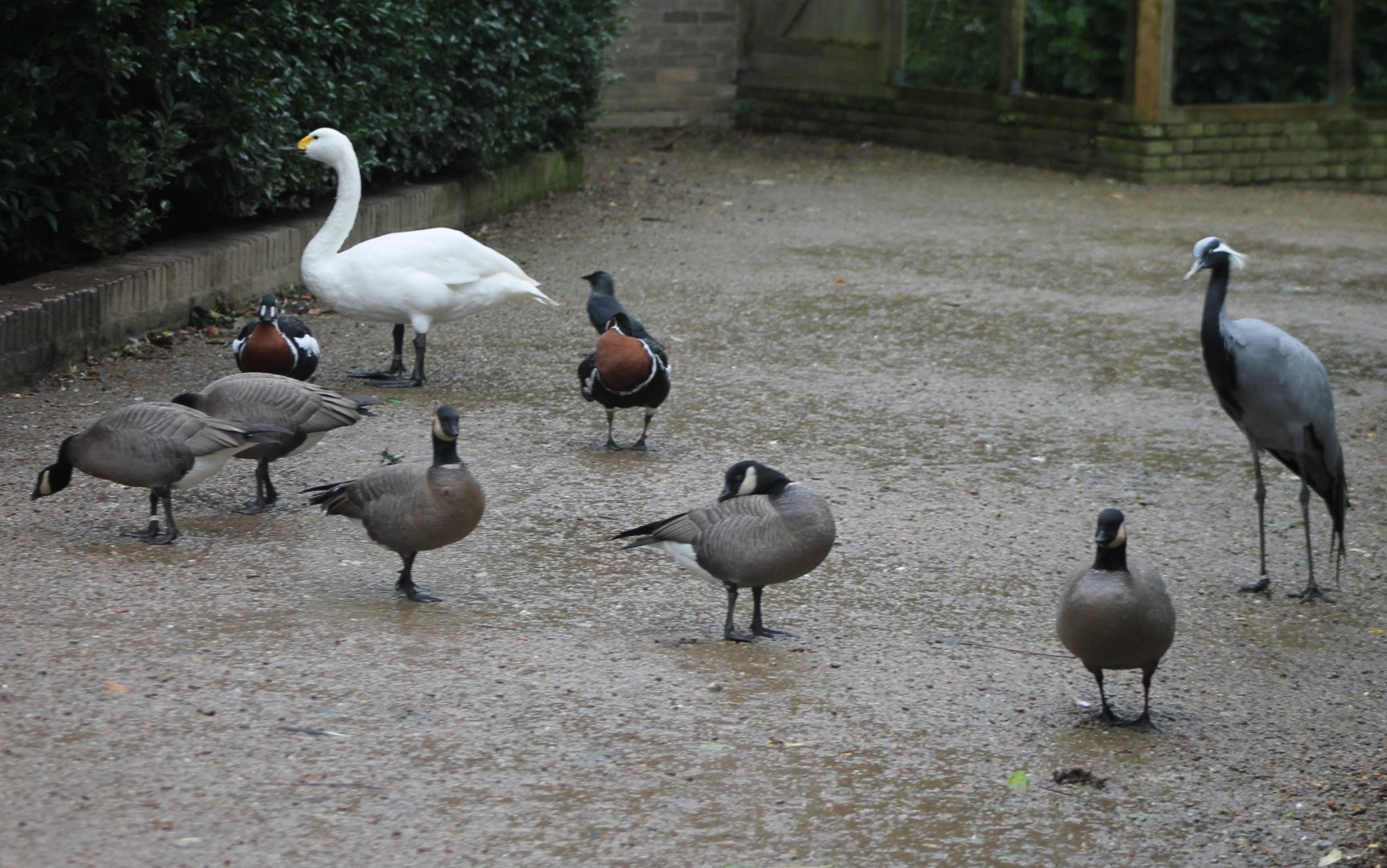 Swan, goose, crane .... and a Jackdaw