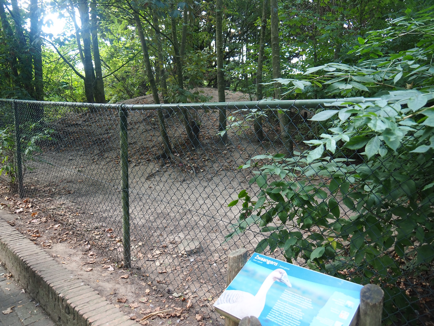 Swan goose exhibit, 2022-08-28