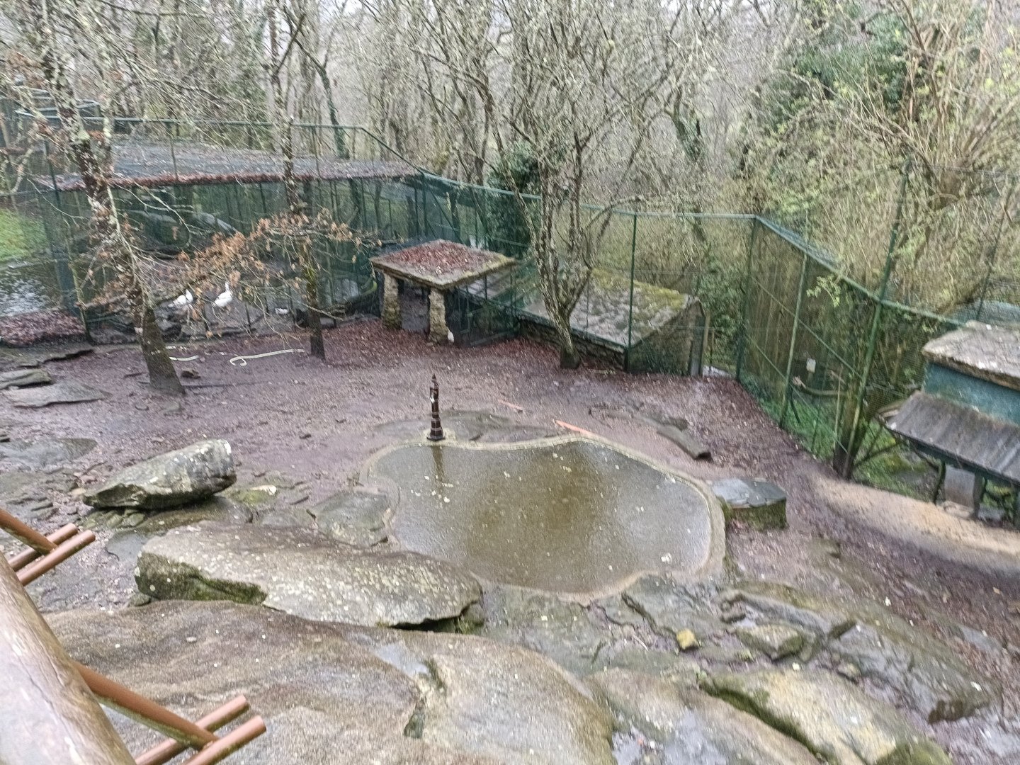 Swan goose exhibit - Avifauna Lugo