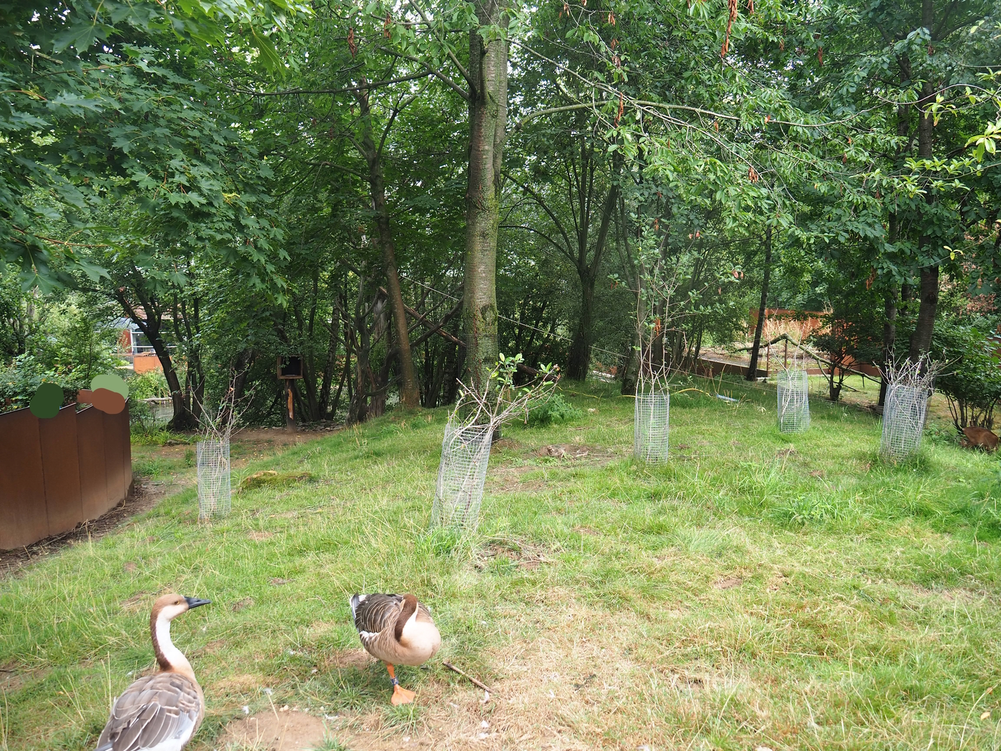 Swan goose, Reeves's muntjac and Nepalese red panda exhibit, 2022-08-20
