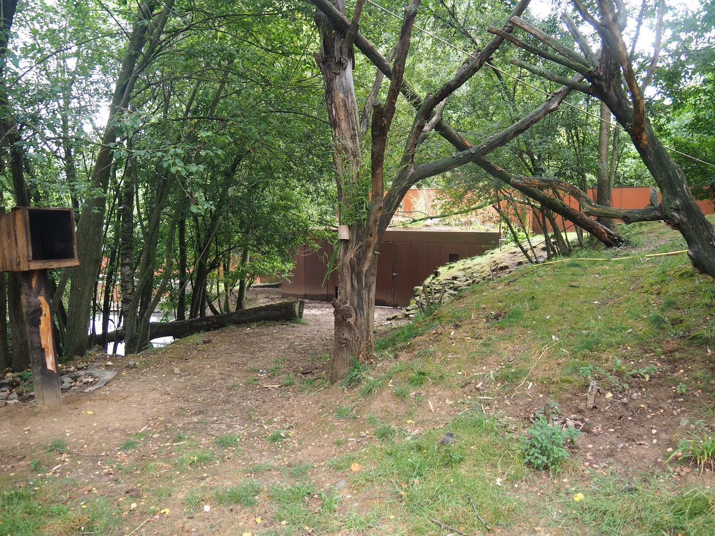 Swan goose, Reeves's muntjac and Nepalese red panda exhibit, 2022-08-20