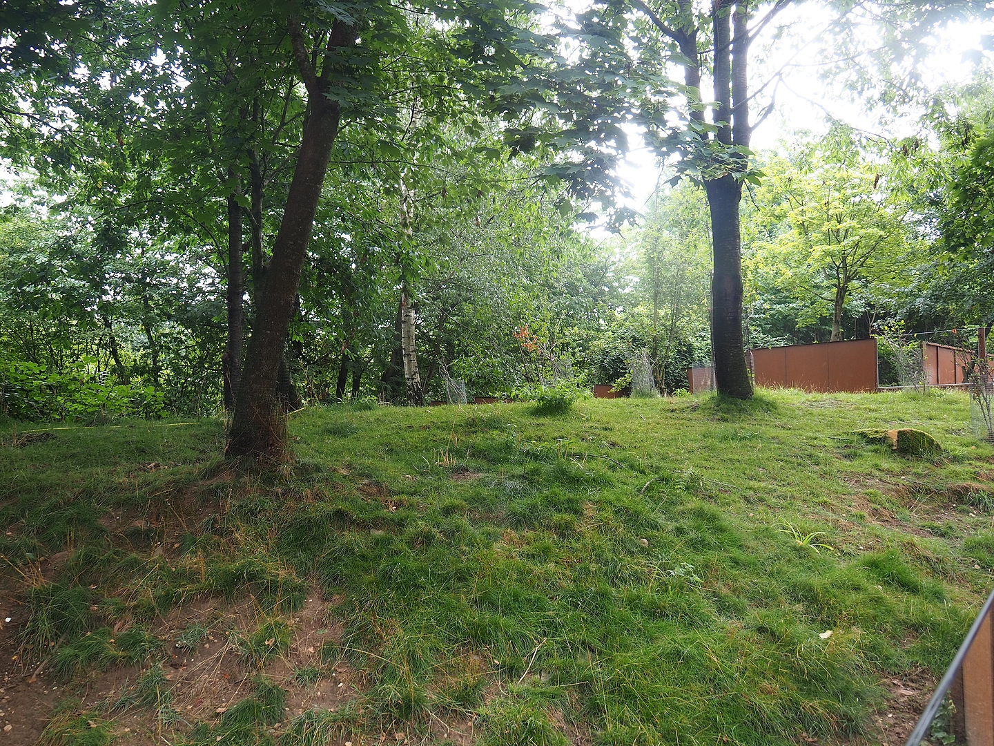 Swan goose, Reeves's muntjac and Nepalese red panda exhibit, 2022-08-20