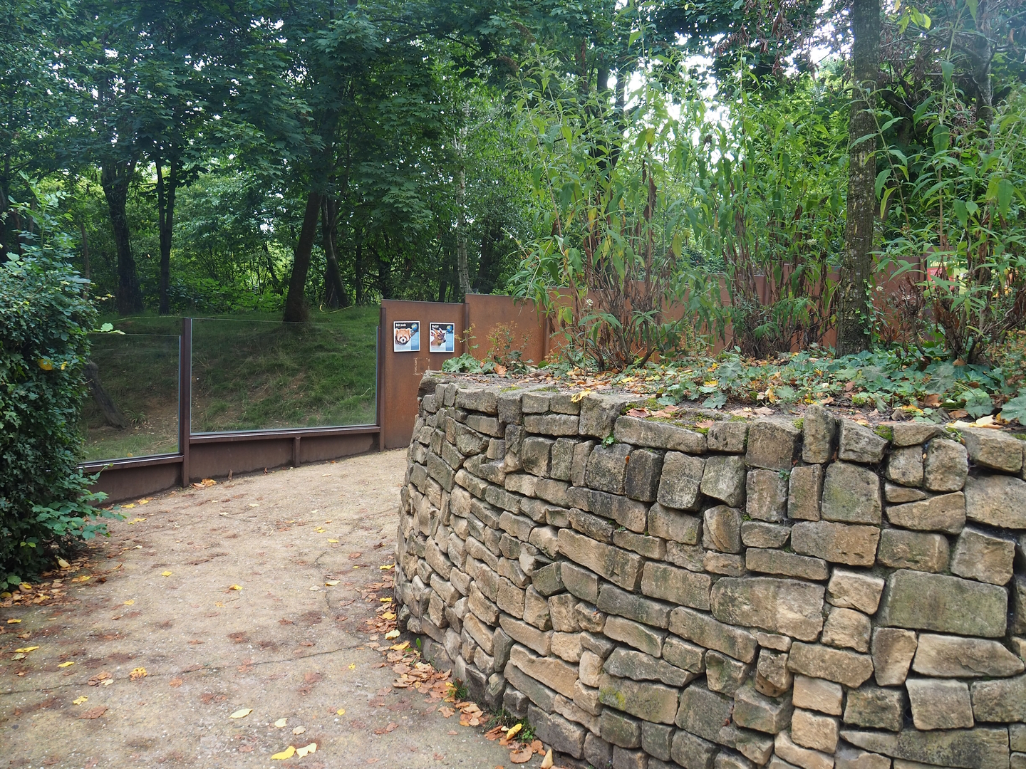Swan goose, Reeves's muntjac and Nepalese red panda viewing area, 2022-08-20