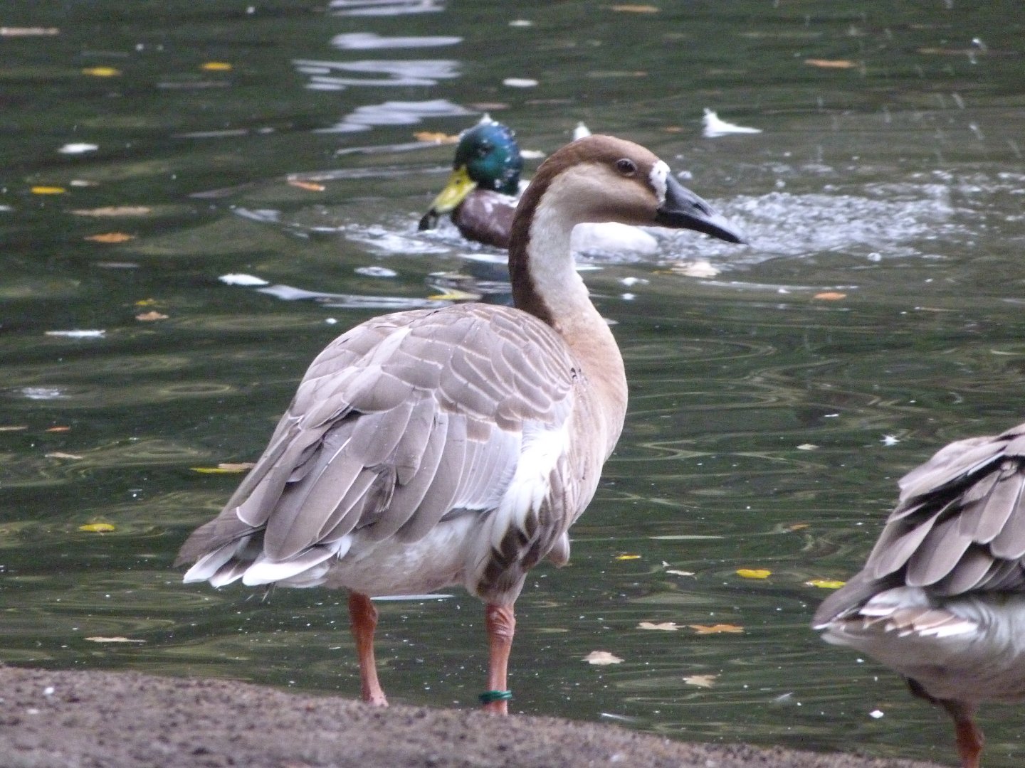 Swan goose -Tierpark Berlin (2024)