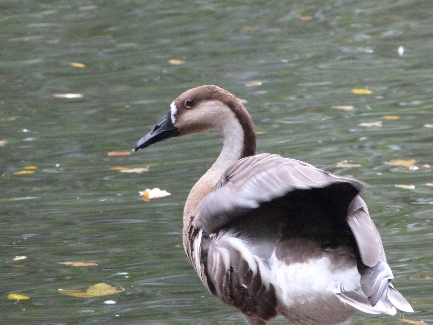 Swan goose -Tierpark Berlin (2024)