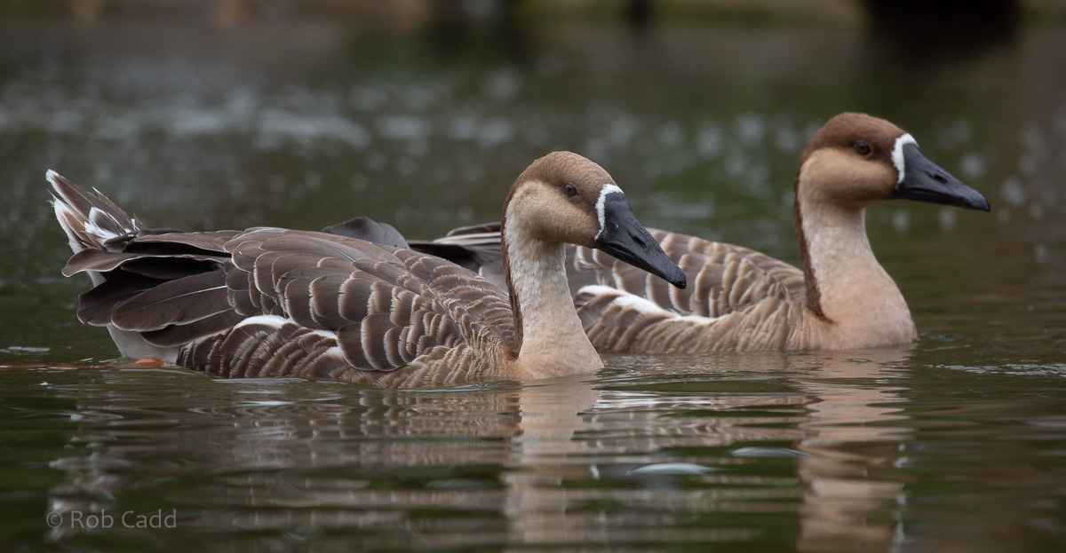 Swan goose : Whipsnade : 31 Aug 2019