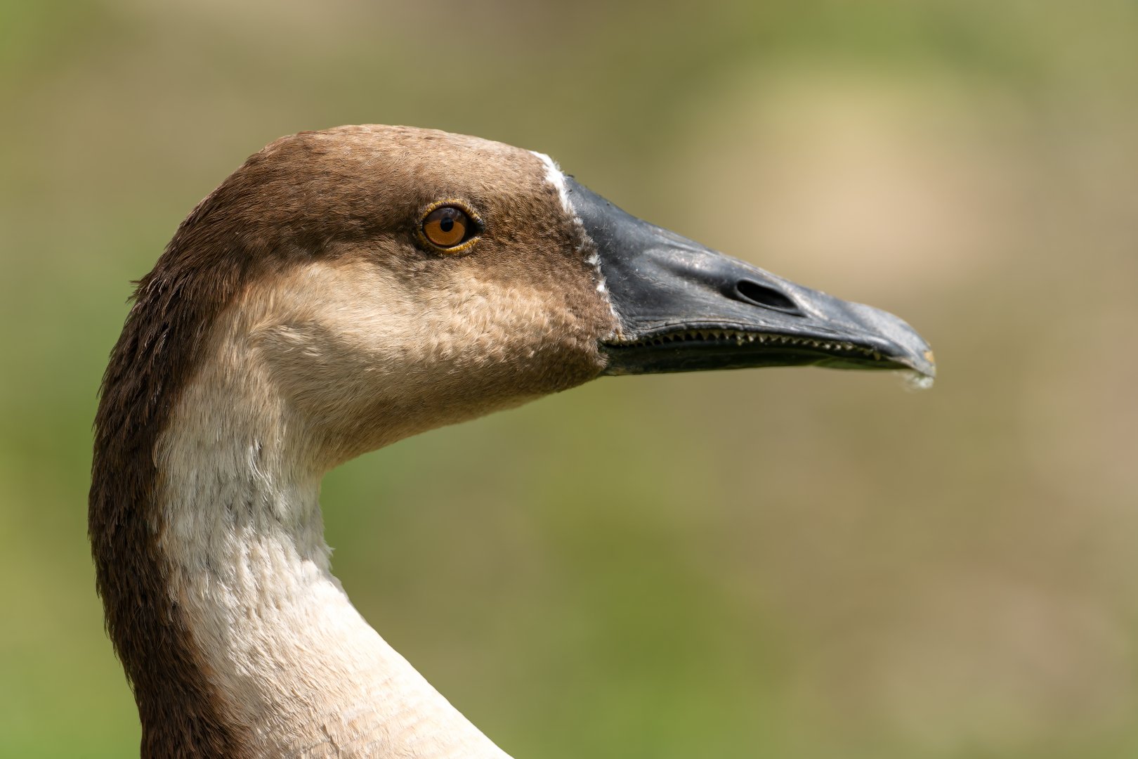 Swan Goose, WWT Arundel, UK