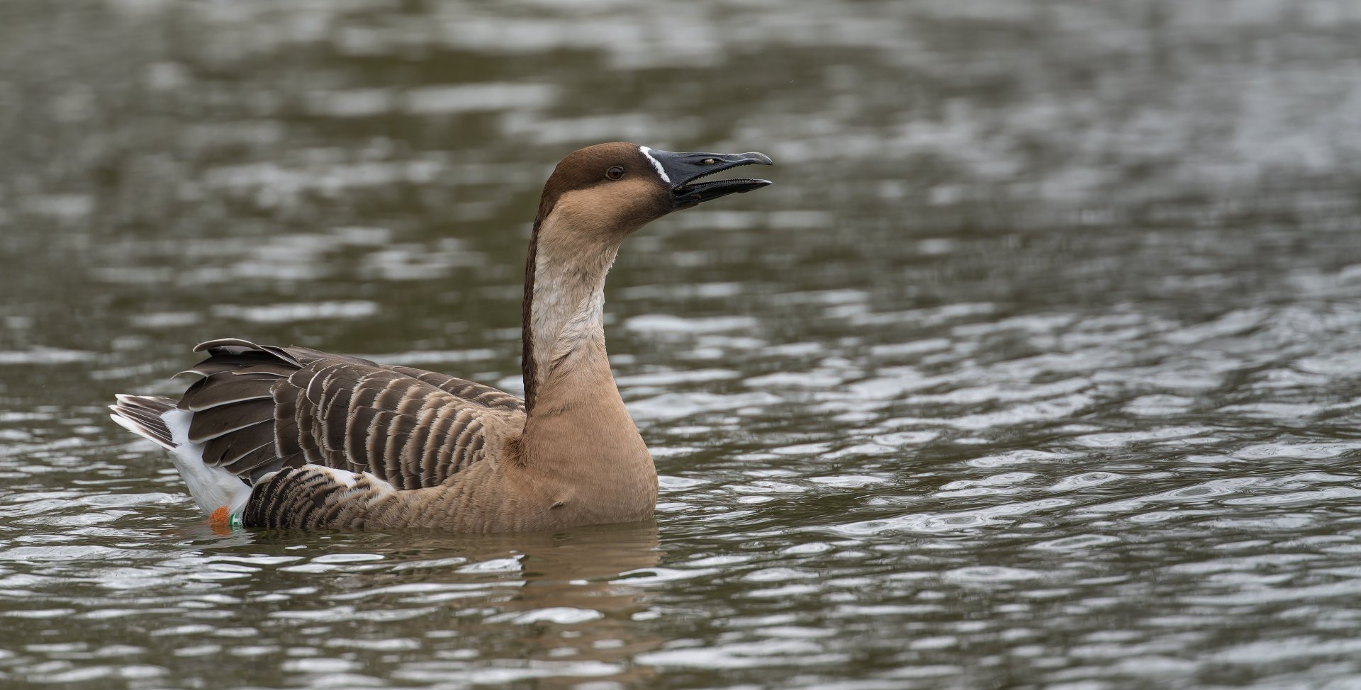 Swan Goose, ZSL Whipsnade, UK