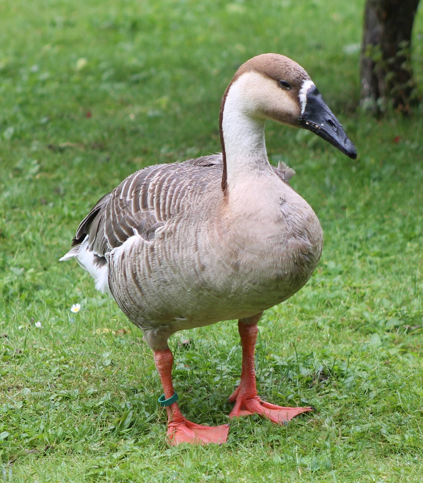 Swan goose