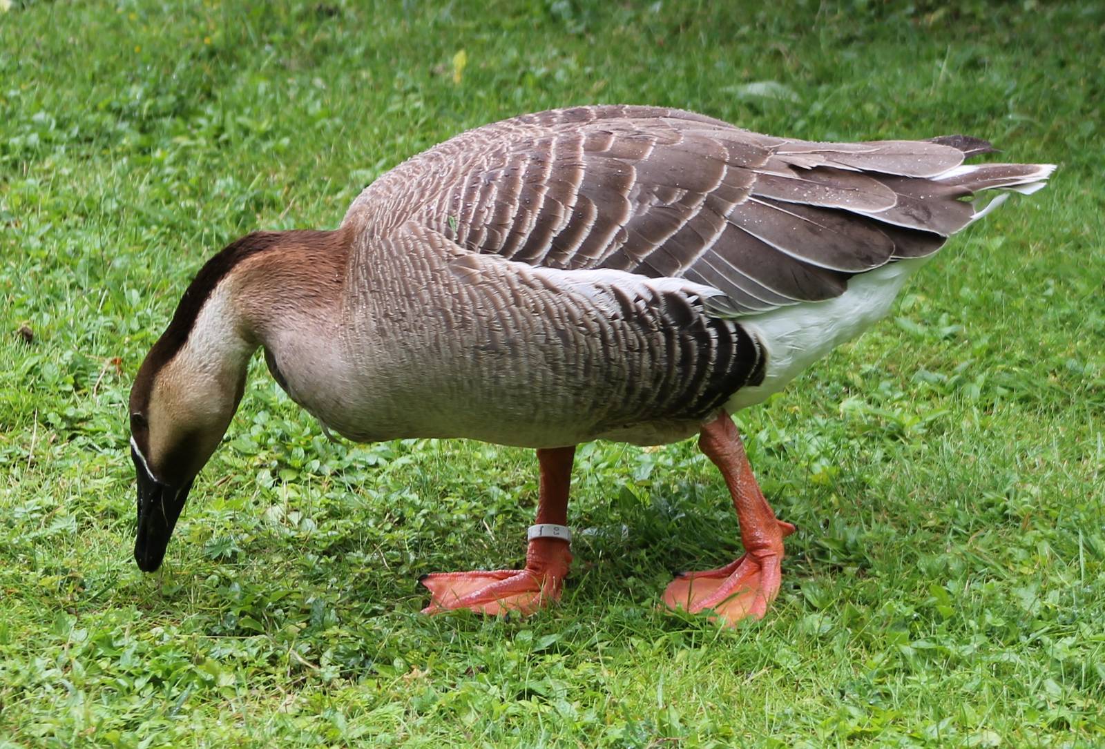 Swan goose