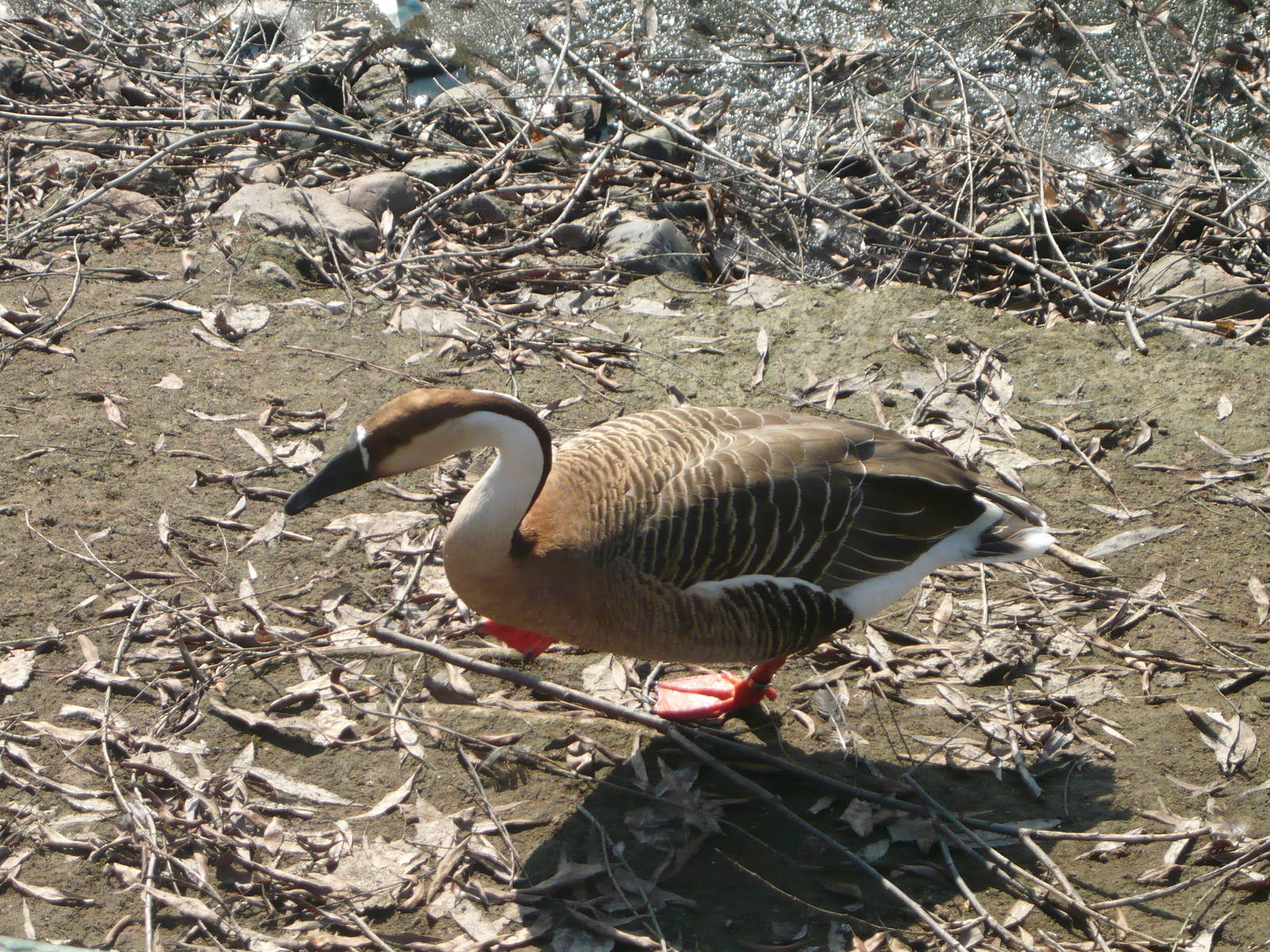 Swan goose