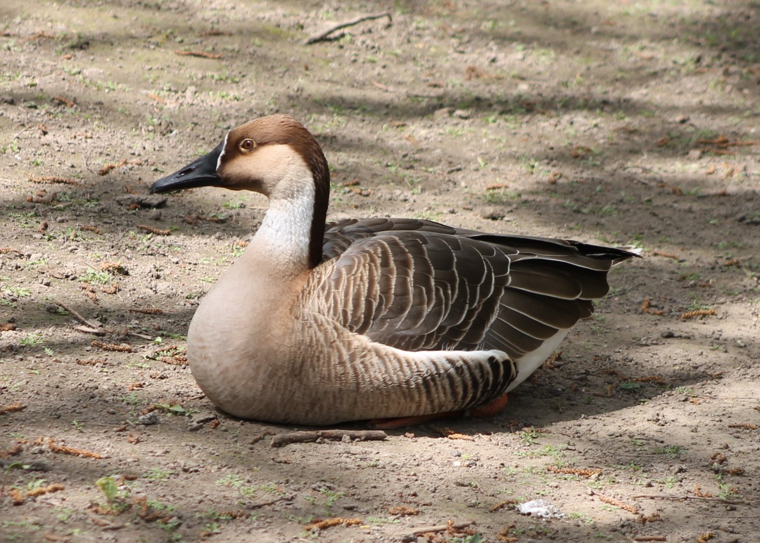 Swan goose