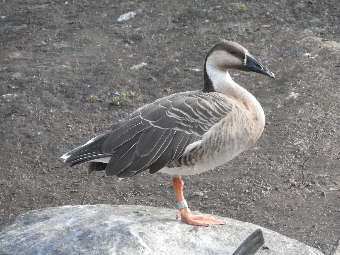 Swan Goose