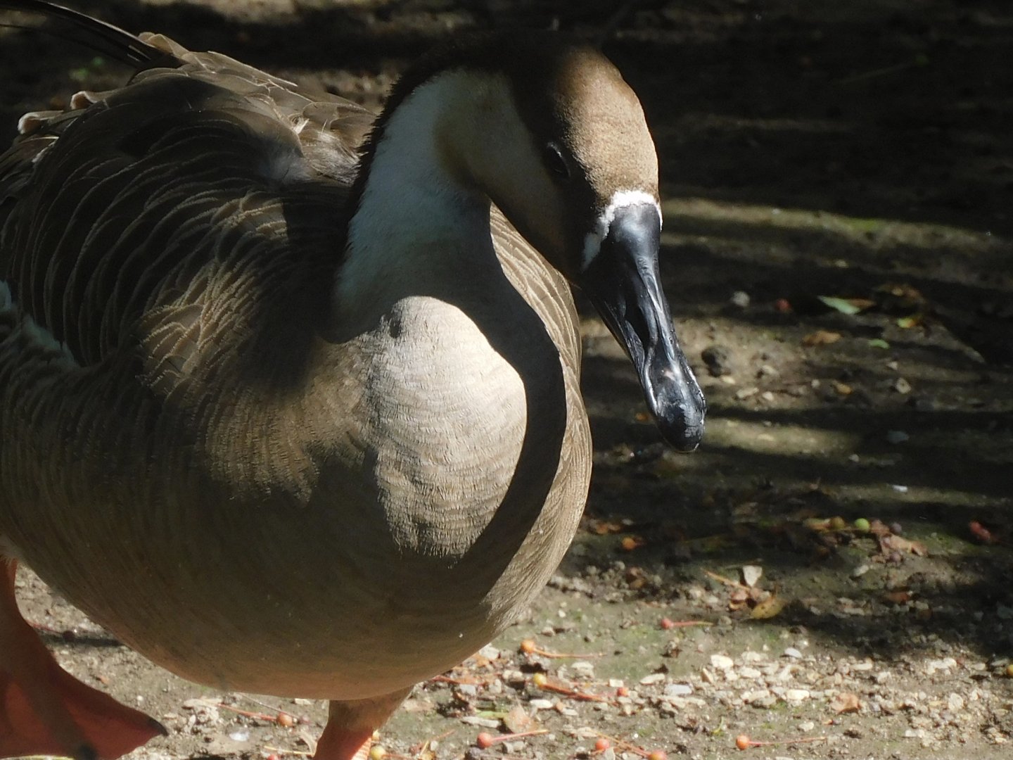 Swan goose