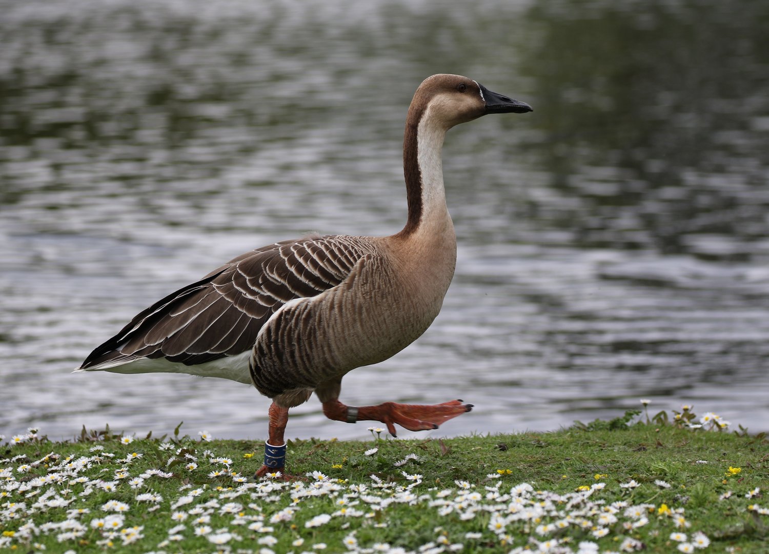Swan Goose