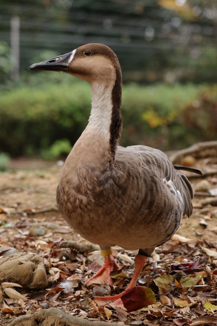 Swan goose