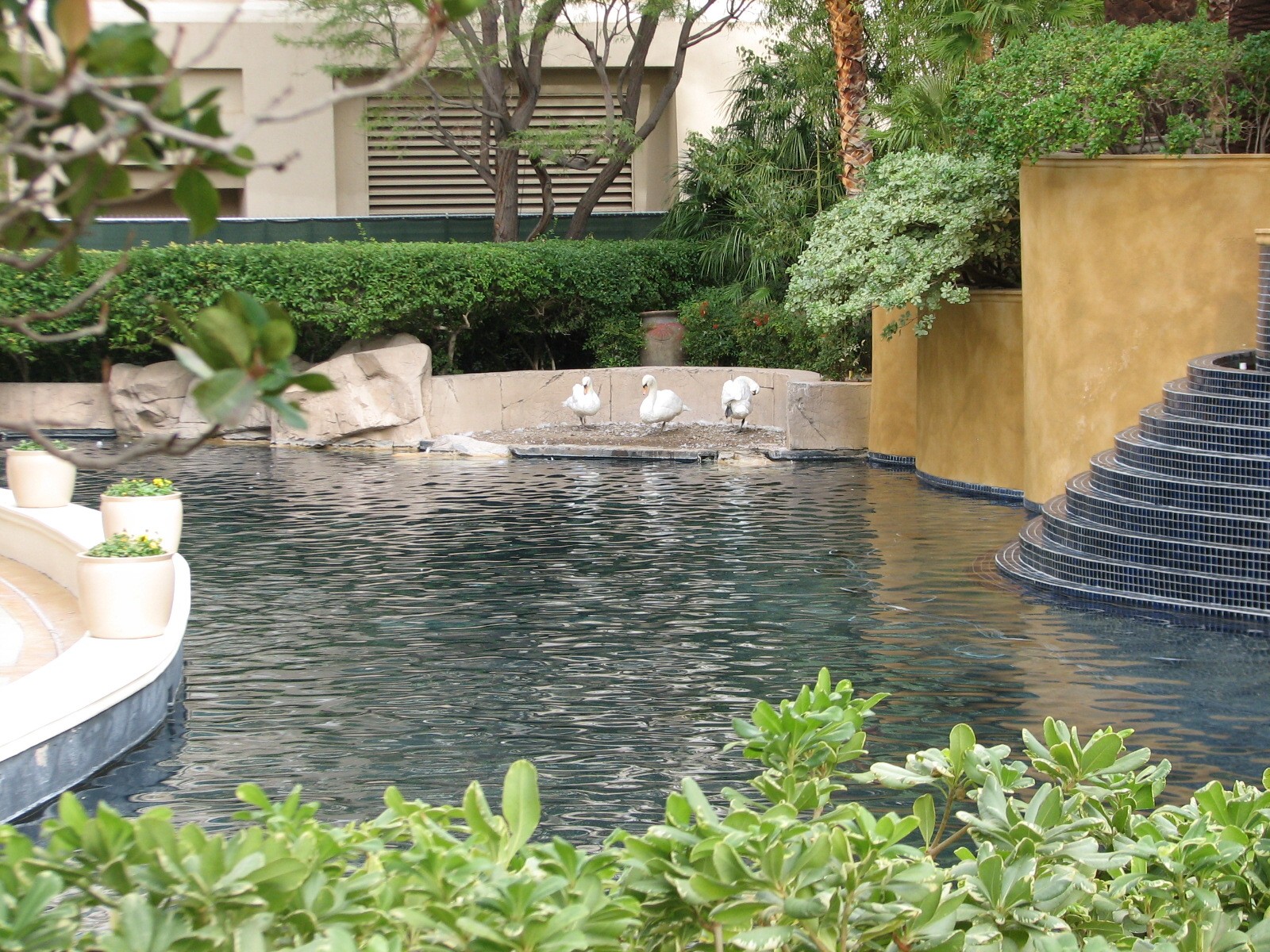 Swan Habitat at Mandalay Bay Hotel and Casino in Las Vegas, Nevada