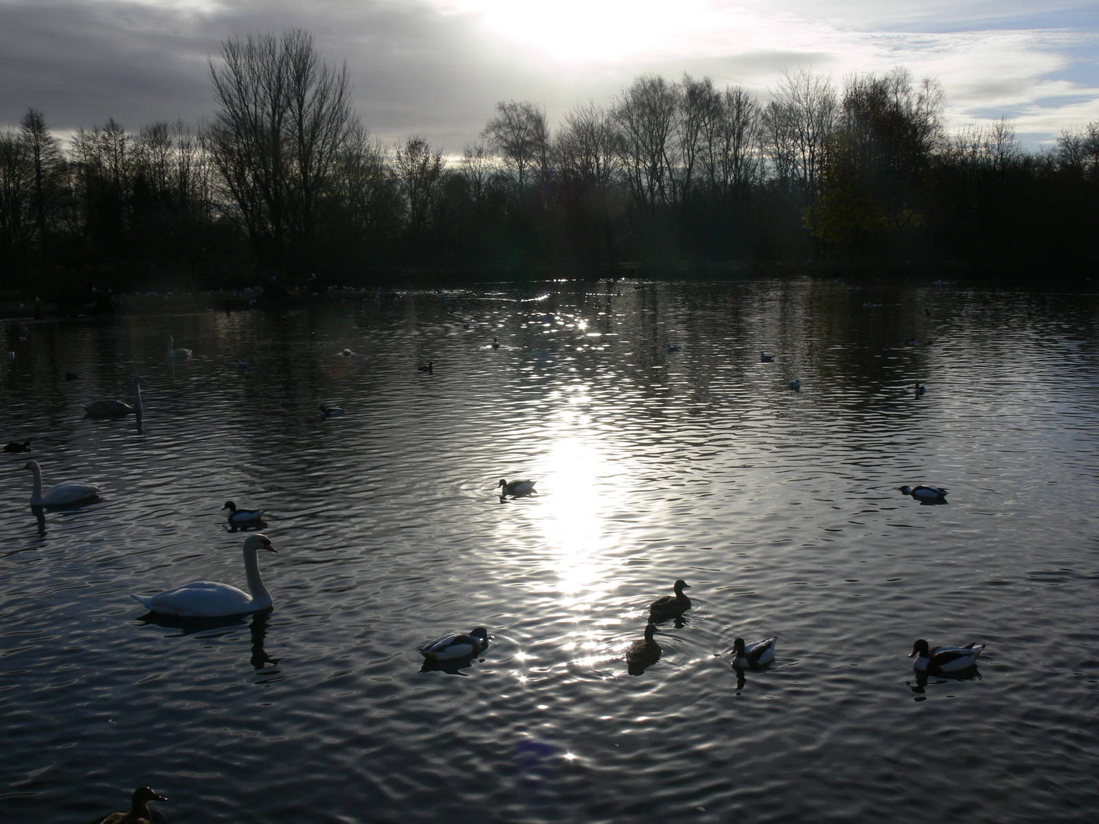 Swan lake at Martin Mere 08/12/12